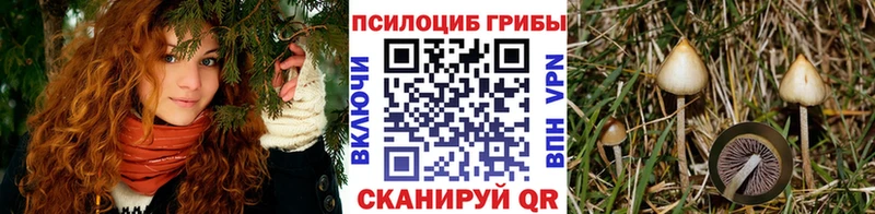 Купить  Нестеров  Псилоцибиновые грибы мухоморы 